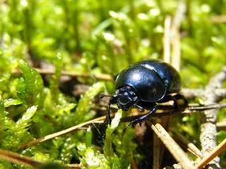 Beetle