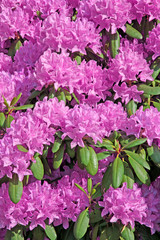 rhododendron
