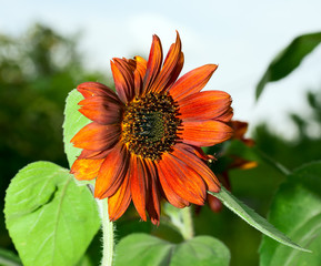 Red sunflower