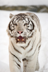 Fototapeta na wymiar Biały tygrys portret