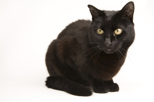 A black cat isolated on a white background.