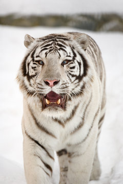 White tiger portrait