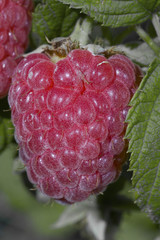 Rubus ideaus 'Galante' (Framboisier)