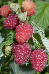 Rubus ideaus 'Galante' (Framboisier)