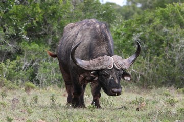 Cape Buffalo