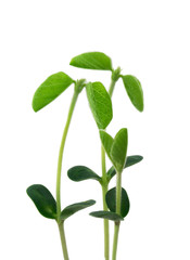 Fototapeta premium Young plants like a familiy