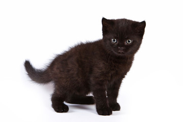 British kitten on white background