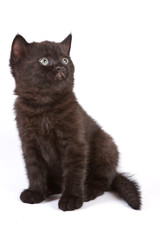 British kitten on white background