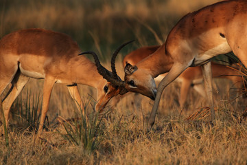 Kämpfende Impalas im Okavango Delta, Botswana