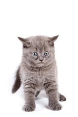 Obraz premium British kitten on white background