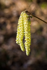 Catkins