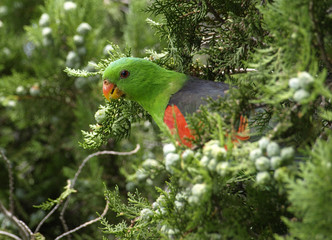 Red-winged parrot