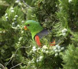 Red-winged parrot in a pine tree