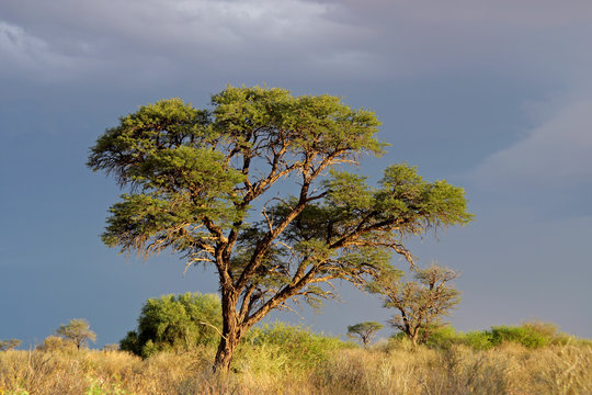 African landscape with tree (Acacia erioloba), South Africa