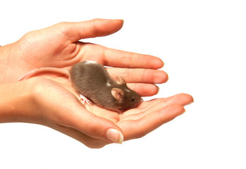 souris grise dans des mains d'enfants