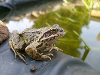 Kröte