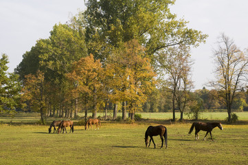 Horses grazing