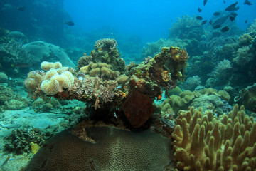 The shallow waters of the lembeh straits