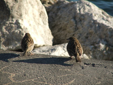 Tenero approccio tra passerotti
