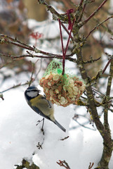 Blaumeise beim Futtern