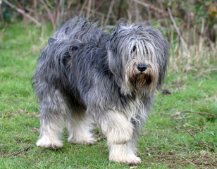 berger polonais de plaine marchant dans la campagne