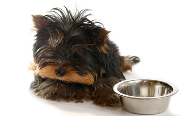 Puppy yorkshire terrier