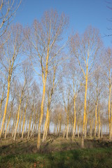 peupliers penchés par le vent