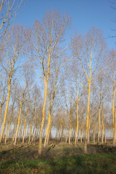 peupliers pench&eacute;s par le vent