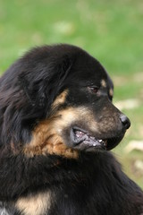 dogue du Tibet en gros plan et tournant la tête