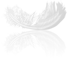 feather and reflection illustration