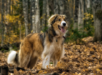 The dog and the leaves