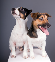 jack russel terrier