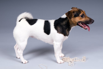jack russel terrier