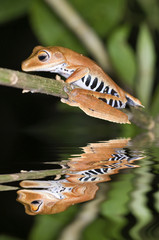 Hyla calcarata frog from ecuador