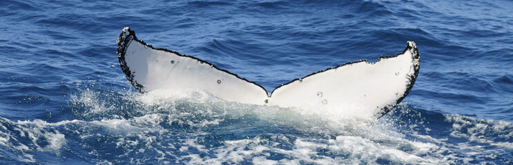 Whale dive