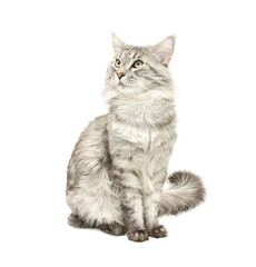 grey maine coon cat