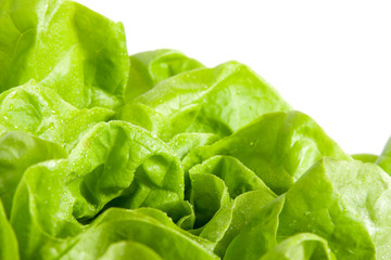 fresh green salad