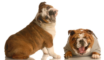 two english bulldogs sharing a joke