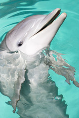 bottle-nose dolphin