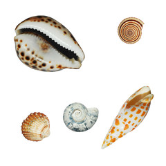 Shells isolated