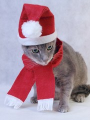 Gray Christmas cat