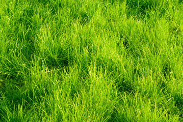 green grass and sunset