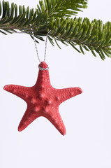 Starfish on christmas tree