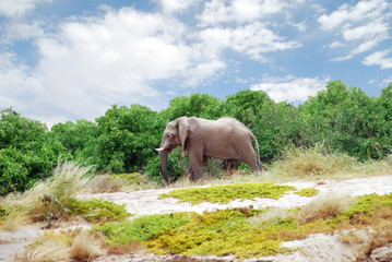 Namibia - Elefante