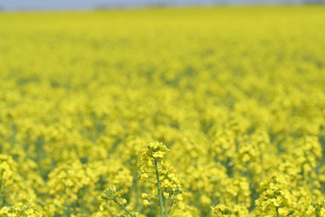 rape field