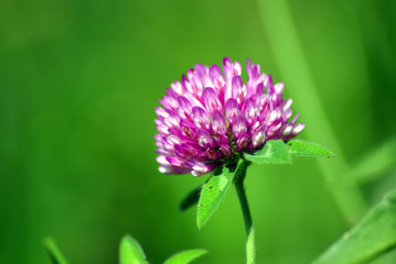 Fototapeta premium blume