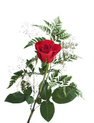 Red rose with green leafs over white background. Shallow DOF