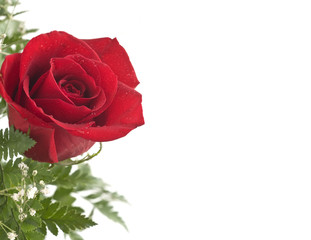 Red rose isolated on white background