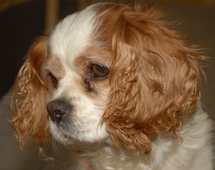 cavalier king charles spaniel