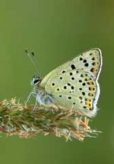 Brauner Feuerfalter